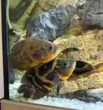 Cichlid couple tiger oscar, Poisson, Poisson d'eau douce, Banc de poissons