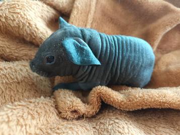 Skinny cavia beertje  beschikbaar voor biedingen