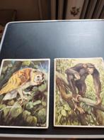 Artis Dieren uit alle landen, Boeken, Ophalen of Verzenden