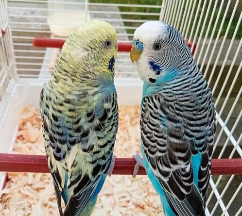2 prachtige parkieten + nieuwe kooi, Dieren en Toebehoren, Vogels | Parkieten en Papegaaien, Parkiet, Meerdere dieren