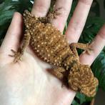 Nephrurus amyae trio, Dieren en Toebehoren, Hagedis, Tam, 3 tot 6 jaar
