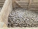 Plants de pommes de terre innovator 28/35 +- 1 t 220 kg, Ophalen of Verzenden