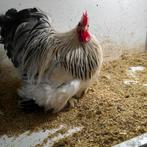 Cochin krielen, Dieren en Toebehoren