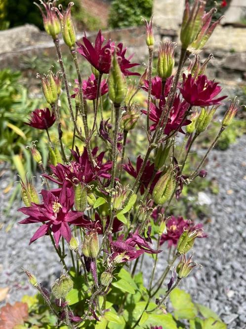 plants d'ancolies rose ou pourpre, Tuin en Terras, Planten | Tuinplanten, Lente, Ophalen of Verzenden