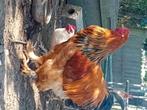 1 buf brama haan te koop, Dieren en Toebehoren, Pluimvee, Mannelijk, Kip