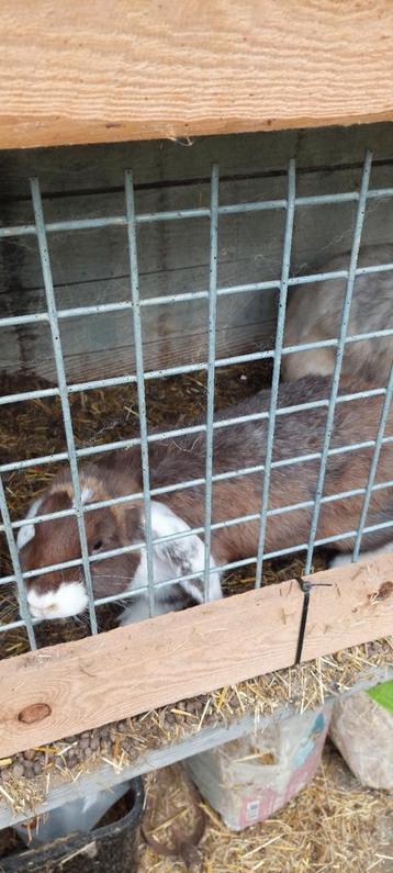 Lapin belier geant francais 