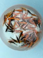 Koi vissen 5/6cm, Dieren en Toebehoren, Vissen | Vijvervissen