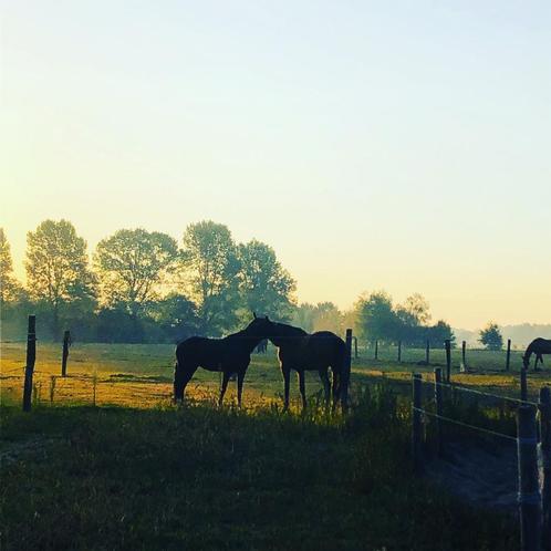 weide te huur met schuilstal, Dieren en Toebehoren, Stalling en Weidegang
