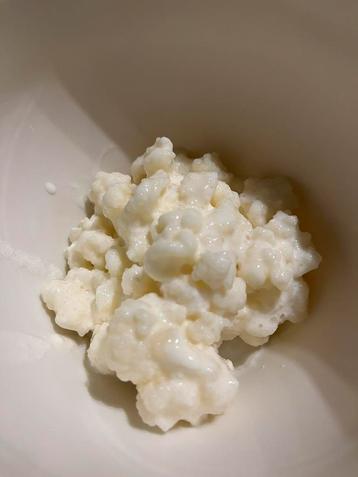 Melkkefir korrels (+plastieken zeefje) beschikbaar voor biedingen