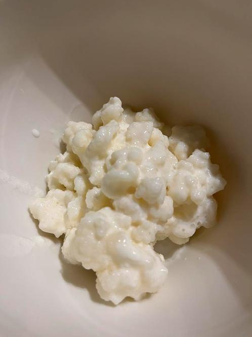 Melkkefir korrels (+plastieken zeefje), Diversen, Levensmiddelen, Ophalen
