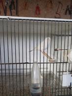 Kanarie, man, wit, 2025, niet geringd, Dieren en Toebehoren