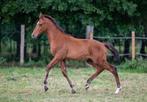 BWP hengstenveulen uit top merrielijn Dingenshof, Dieren en Toebehoren, Paarden, Springpaard, Gechipt, Niet van toepassing, 0 tot 2 jaar