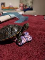 Waterschildpadden, Schildpad, Tam, 3 tot 6 jaar