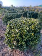 Ilex bollen 50 cm €30 !!!!, Tuin en Terras, Ophalen