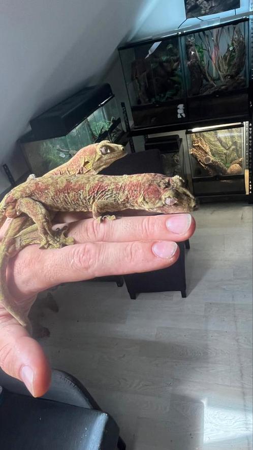 Chahoua koppel+exo terra terrarium, Dieren en Toebehoren, Reptielen en Amfibieën