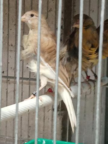 Canari frisé Fiorino beschikbaar voor biedingen