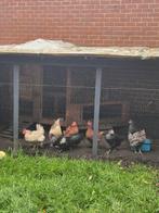 6 poulet pondeuse 2 coq + poulailler, Animaux & Accessoires, Poulailler