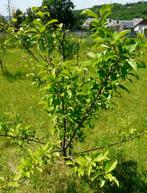 Pruniers régionaux, fruits jaunes, fruits bleus, Overige soorten, Lente, 100 tot 250 cm, Ophalen