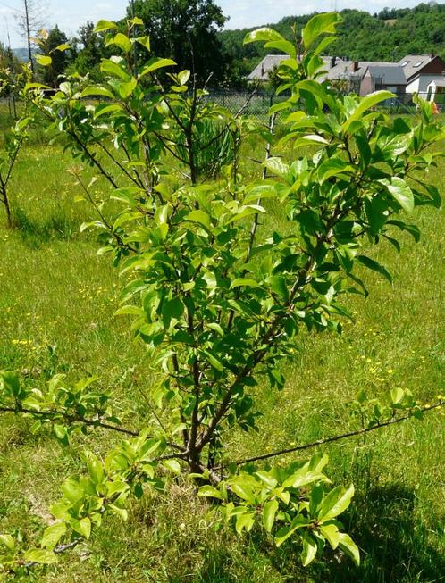 Pruniers régionaux, fruits jaunes, fruits bleus, Tuin en Terras, Planten | Bomen, Overige soorten, 100 tot 250 cm, Volle zon, Lente