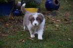 Border collie pups, verschillende kleuren, Dieren en Toebehoren, België, CDV (hondenziekte), 8 tot 15 weken, Collie