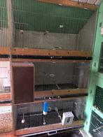 Kweekkooien 4 van drie, Enlèvement