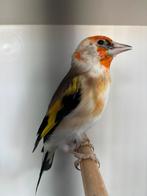 Distelvink 2025, Dieren en Toebehoren, Vogels | Overige Vogels, Geringd