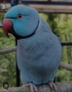 Handtamme parkietsoort, Dieren en Toebehoren, Parkiet, Tam