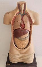 anatomisch model van een menselijke torso., Antiek en Kunst, Ophalen