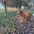 Schapenbok, Dieren en Toebehoren, Schapen, Geiten en Varkens, Mannelijk, Schaap, 0 tot 2 jaar