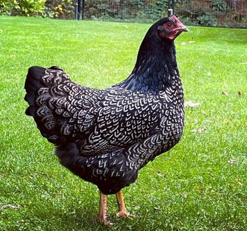 10x Barnevelder zilvergezoomd - van 11 mei, Dieren en Toebehoren, Pluimvee, Kip