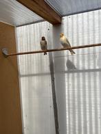 Putters, Dieren en Toebehoren, Vogels | Overige Vogels, Wildzangvogel, Geringd