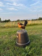 Antwerpse baardrielen, Dieren en Toebehoren, Pluimvee, Meerdere dieren, Kip