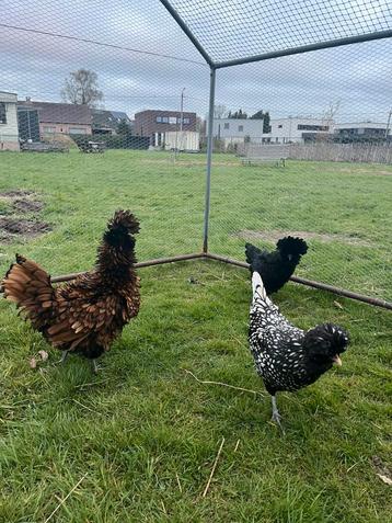 Broedeieren Padua, Dieren en Toebehoren, Kip