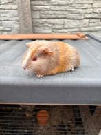 Lillac mannetje, Dieren en Toebehoren, Augustus, Mannelijk, Cavia