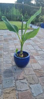 Musa Lasiocarpa (Gouden Lotus banaan), Tuin en Terras, Planten | Tuinplanten, Ophalen