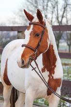 Bonte amateurmerrie uit internationale stam, Dieren en Toebehoren, Paarden, Merrie