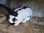 Reuze vlinder rammelaar te koop, Dieren en Toebehoren