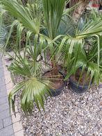 trachycarpus fortunei, Ophalen