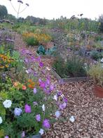 Verbena / yzerhard, Tuin en Terras, Planten | Tuinplanten, Ophalen, Vaste plant