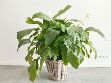Grote, gezonde lepelplant (Spathiphyllum)  beschikbaar voor biedingen
