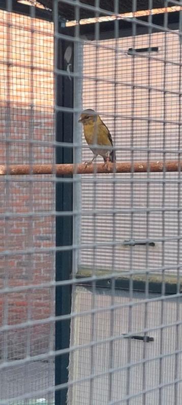 Baardmansijs pop beschikbaar voor biedingen