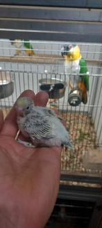 Regenboog grasparkieten