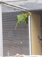 3 koppels aratinga, Dieren en Toebehoren, Vogels | Parkieten en Papegaaien