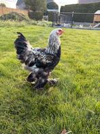 Brahma hanen, Dieren en Toebehoren, Pluimvee, Mannelijk, Kip