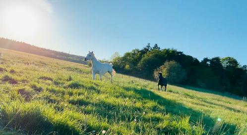 Boxs privés avec piste et champs - Tout équipé, Animaux & Accessoires, Box & Pâturages, Mise à l'étable, Pâturage, 1 cheval ou poney