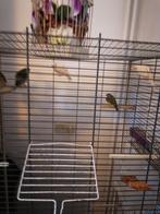 Kanaries Rood mozaik popjes, Dieren en Toebehoren