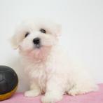 Bichon Maltais chiots à vendre (Belges), Parvovirose, Plusieurs, Belgique, 8 à 15 semaines