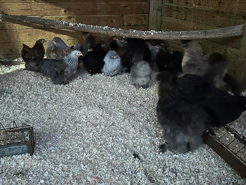 Zijdehoender padua en cochin krielen, Dieren en Toebehoren, Pluimvee