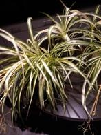 Vier planten, Tuin en Terras, Planten | Tuinplanten, Ophalen