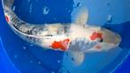 Japanse koi showa 65cm, Dieren en Toebehoren, Vissen | Vijvervissen